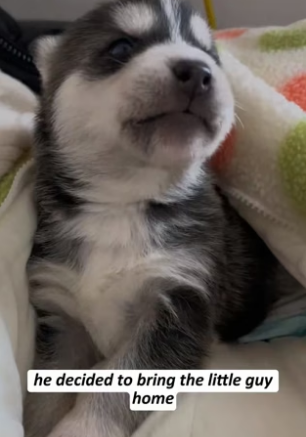 R1603007 I brought a husky home (Part 2)