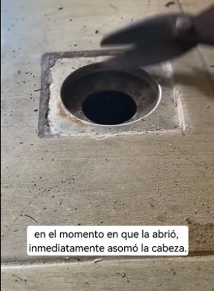 R1603011 I saw a cat in the sewer (Part 2)