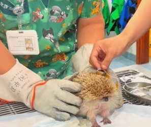 R1603008 A hedgehog gets tangled in an iron net (Part 2)