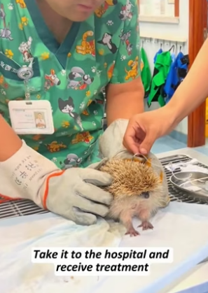 R1603008 A hedgehog gets tangled in an iron net (Part 2)