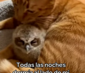A2505002 Mi Gato Me Sorprendió Con Este Búho (Part 2)