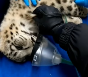 A2505005 Salvé a Este Leopardo De Las Nieves y Esto Pasó (Part 2)