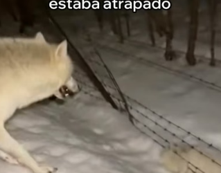 A2505010 Esta Loba Salvó a Su Cachorro (Part 2)