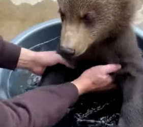 A2505008 Este Oso Se Convirtió En Mi Mascota (Part 2)
