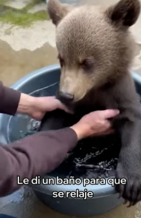 A2505008 Este Oso Se Convirtió En Mi Mascota (Part 2)