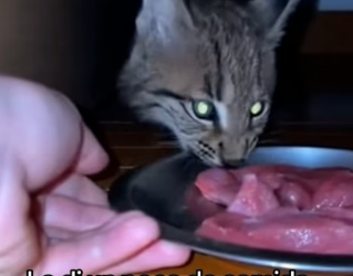 A2505009 Este Lince Se Volvió Mejor Amigo De Mi Gato (Part 2)