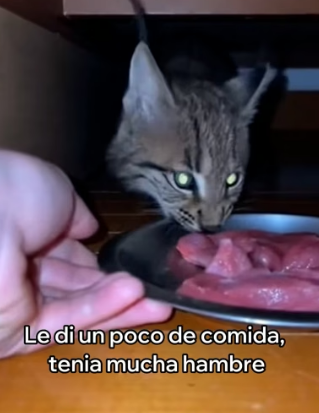 A2505009 Este Lince Se Volvió Mejor Amigo De Mi Gato (Part 2)