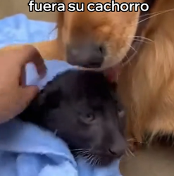 A2505006 Mi Perra Se Convirtió En Madre De Una Pantera (Part 2)