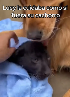 A2505006 Mi Perra Se Convirtió En Madre De Una Pantera (Part 2)