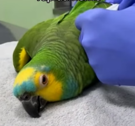 A2505001 Este Loro Se Convirtió En Mi Familia (Part 2)