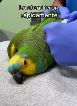 A2505001 Este Loro Se Convirtió En Mi Familia (Part 2)