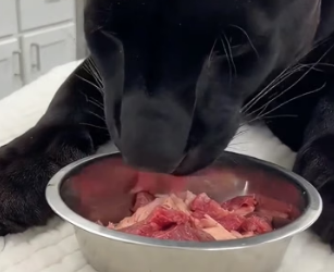 T2505011 Black Panther needs my help (Part 2)