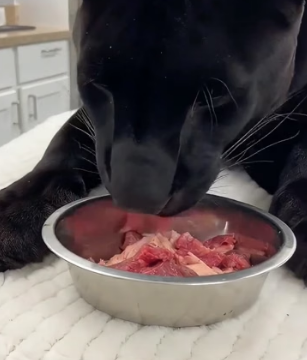 T2505011 Black Panther needs my help (Part 2)