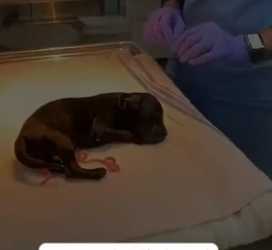 T2505003 The puppy who has just gone out needs help (Part 2)