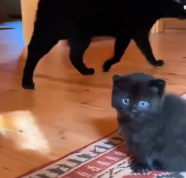 T2505004 Rescuing newborn kittens (Part 2)