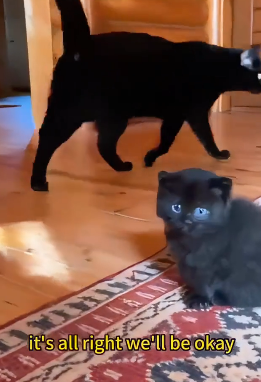 T2505004 Rescuing newborn kittens (Part 2)