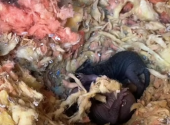 M0205005 She buried her babies under mountain of insulation (Part 2)