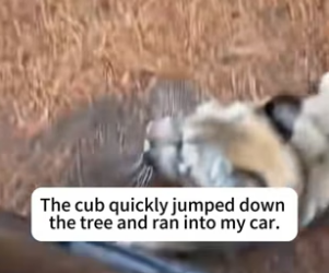 T2505005 The cougar was besieged by wolves (Part 2)