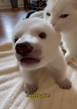 T2505002 The white cub abandoned by the mother panda (Part 2)
