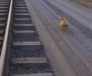 T2505007 A puppy saved his mother (Part 2)