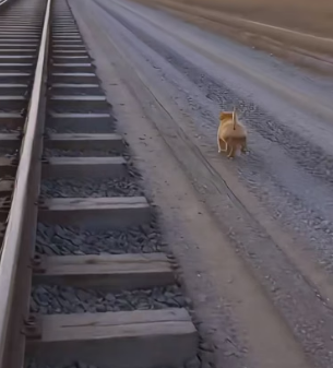 T2505007 A puppy saved his mother (Part 2)