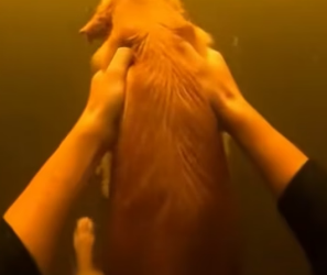 T2505006 I helped her save the puppy (Part 2)
