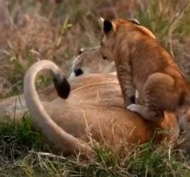 P2505001 Lioness playing with her cubs…. such a blessing moment (Part 2)
