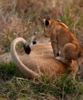 P2505001 Lioness playing with her cubs…. such a blessing moment (Part 2)