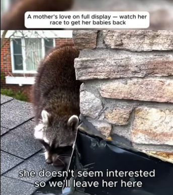 M0205006 mother love on display watch her race to get her (Part 2)