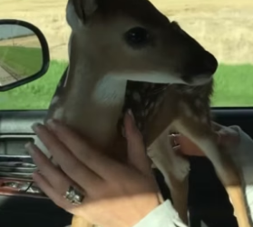 P2605007 A kind man rescued an abandoned baby deer on the road and then this happened (Part 2)