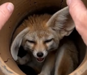 P2605002 A Trapped Wolf Begged Him To Save Her Pups ❤️