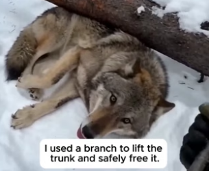 P2605002 A Trapped Wolf Begged Him To Save Her Pups ❤️(Part 2)