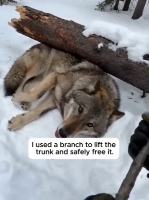 P2605002 A Trapped Wolf Begged Him To Save Her Pups ❤️(Part 2)