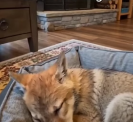 P2605012 Wolf pup will grow up to be gentle and loving (Part 2)