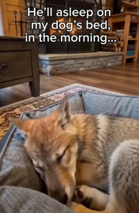 P2605012 Wolf pup will grow up to be gentle and loving (Part 2)