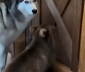 P2605010 A bear cub was attacked by a pack of wolves. Luckily, a husky came to the rescue. Eventually (Part 2)