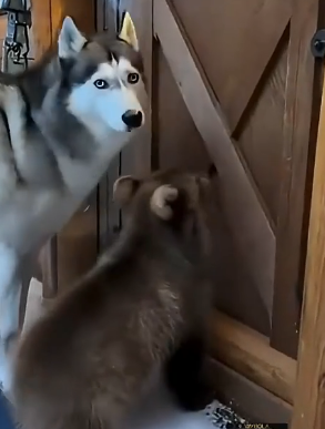 P2605010 A bear cub was attacked by a pack of wolves. Luckily, a husky came to the rescue. Eventually (Part 2)
