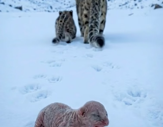 F2605008 An Arctic tiger cub was abandoned by its mother � and was later rescued by a cat (Part 2)