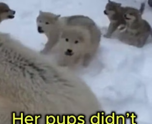 F2605007 This mamma wolf was second away… He have to do it (Part 2)