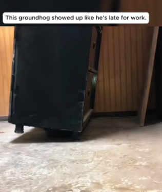 M0205011 groundhog showed up like he late work (Part 2)