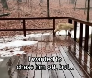F2605004 Wolf’s are now my favourite animal (Part 2)