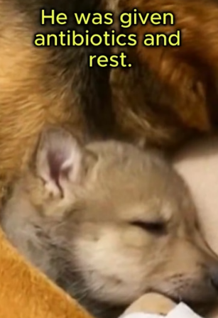 F2605006 I helped a little wolf… I never imagined what would happen (Part 2)