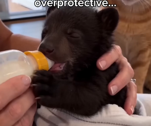 F2605001 Cat adopted a bear cub (Part 2)