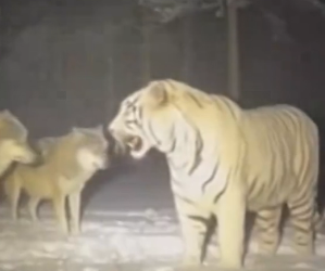 F2605005 I helped a mother tiger and her cubs escape a storm… she thanked me in an unexpected way (Part 2)
