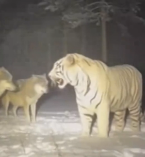 F2605005 I helped a mother tiger and her cubs escape a storm… she thanked me in an unexpected way (Part 2)