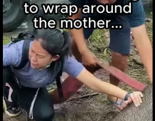 G2605001 Animals recognize kindness (Part 2)