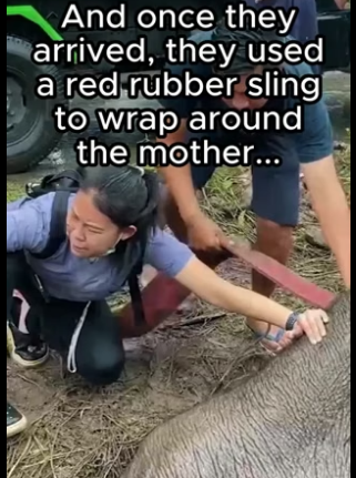 G2605001 Animals recognize kindness (Part 2)