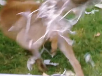 M0205001 Angry fox battles football net in desperate struggle! (Part 2)