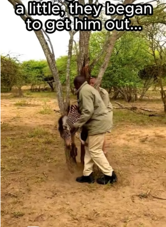 G2605007 Animals are grateful ❤️ (Part 2)