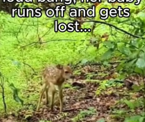 G2605010 Animals deserve better (Part 2)